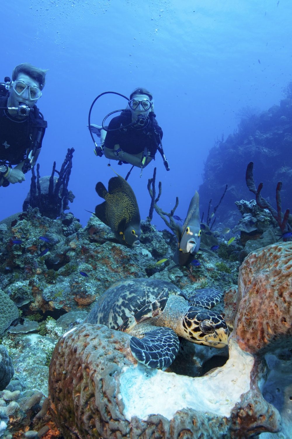 divers-watch-interaction-of-different-species-of-marine-life-underwater.jpg