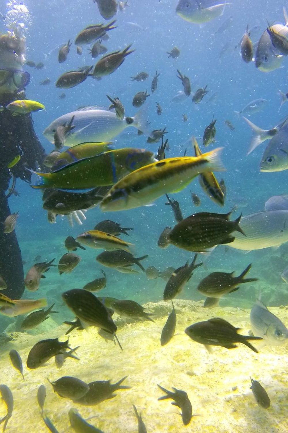 Diving College | Curso de Mergulho em São Paulo