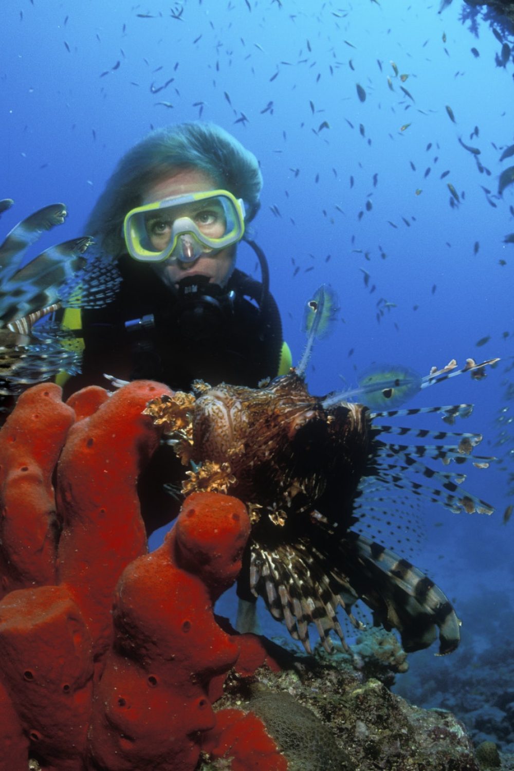 scuba-diver-approaching-a-red-lion-fish-pterois-volitans-underwater-.jpg