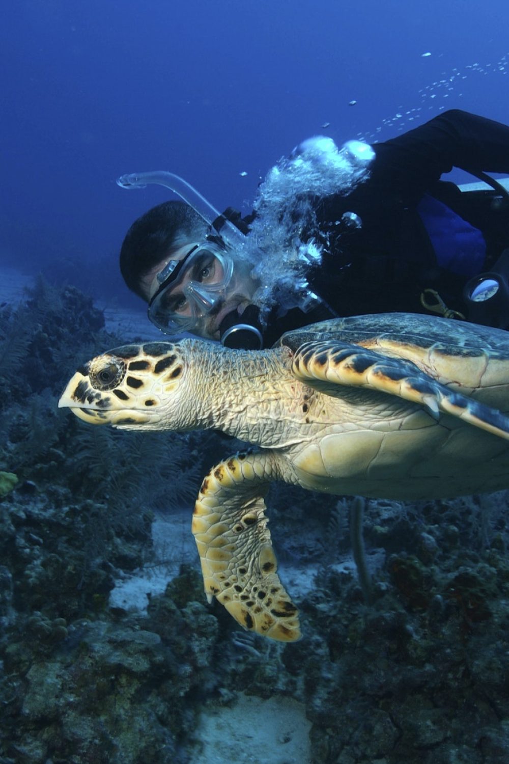 scuba-diver-swims-alongside-hawksbill-turtle-grand-cayman-.jpg